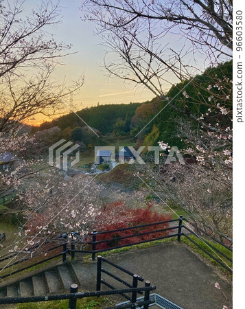 紅葉與盛開的櫻花同時盛開的獨特景象 紅葉與盛開的櫻花同時盛開的獨特景象 96603580