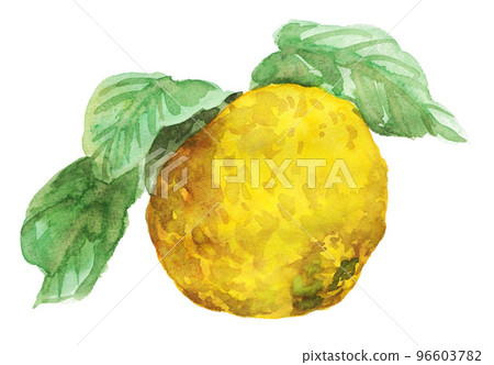 fruit, fruits, yuzu (small citrus fruit) 96603782