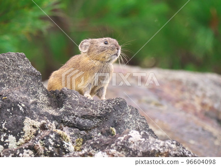 在高山上堅強生活的鼠兔5 在高山上堅強生活的鼠兔5 96604098