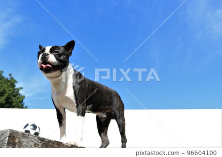 My dog, Boston Terrier, Mighty, looks cool in front of the ball he played on the blue sky dog run♡ My dog, Boston Terrier, Mighty, looks cool in front of the ball he played on the blue sky dog run♡ 96604100