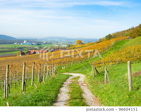 Weinfelden, Switzerland - October 29th: A small dirtroad leading through vineyards in autumnal colours 96604151