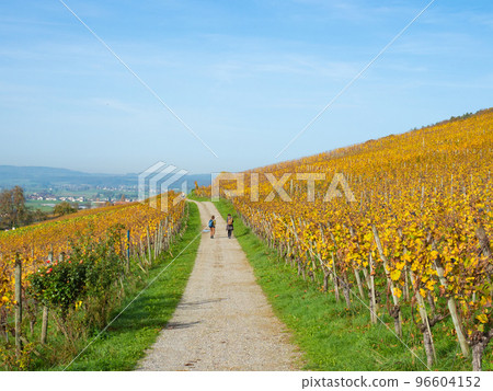 Weinfelden, Switzerland - October 29th: Hikers walking through vineyards in autumnal colours 96604152
