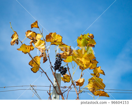 Weinfelden, Switzerland - October 29th 2022: Vine grapes and leafs in front of the blue sky Weinfelden, Switzerland - October 29th 2022: Vine grapes and leafs in front of the blue sky 96604153