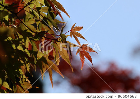 奈良公園美麗的秋葉 奈良公園美麗的秋葉 96604668