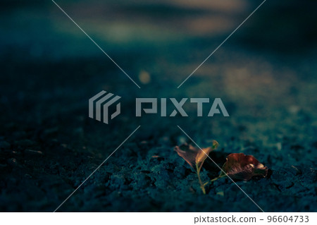 秋天的夜路藍光和落葉 秋天的夜路藍光和落葉 96604733