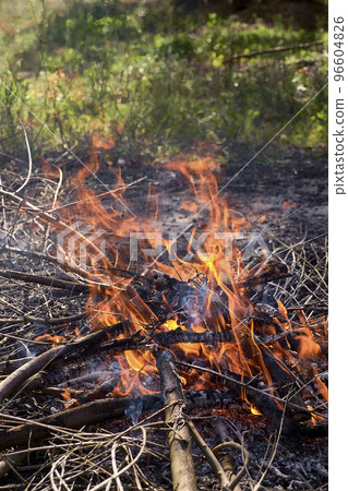 A small wood fire in the field 96604826
