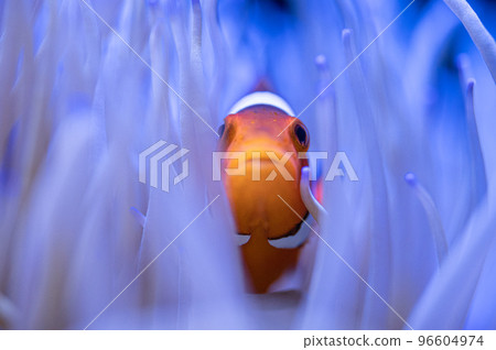 Clownfish and sea anemone symbiosis Clownfish and sea anemone symbiosis 96604974