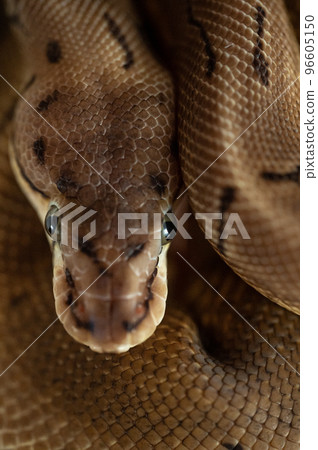 ball python snake ball python snake 96605150