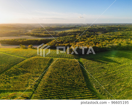 Aerial view Bordeaux Vineyard and forest at sunrise, film by drone in autumn, Entre deux mers Aerial view Bordeaux Vineyard and forest at sunrise, film by drone in autumn, Entre deux mers 96605195