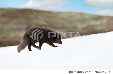 Close up of an Arctic fox walking in snow Close up of an Arctic fox walking in snow 96605793