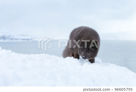 Close up of an Arctic fox standing in snow Close up of an Arctic fox standing in snow 96605795
