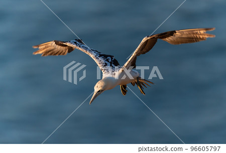 Northern gannet in flight against blue sky Northern gannet in flight against blue sky 96605797