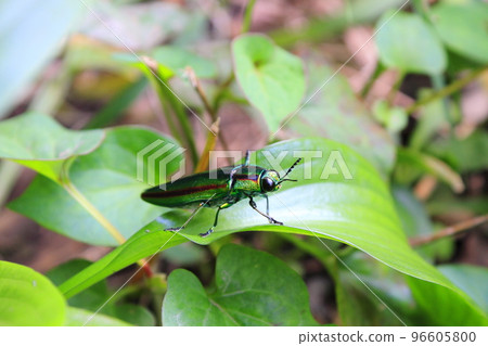 a beetle perched on a leaf 96605800