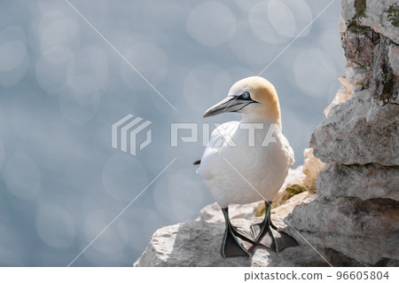 Close up of a Northern gannet against bokeh background Close up of a Northern gannet against bokeh background 96605804