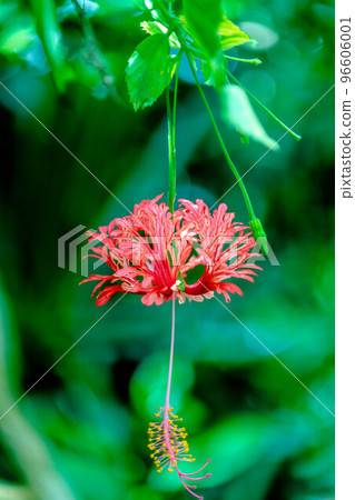 紅花 紅花 96606001