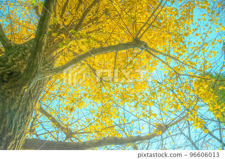 銀杏樹biloba秋葉 96606013