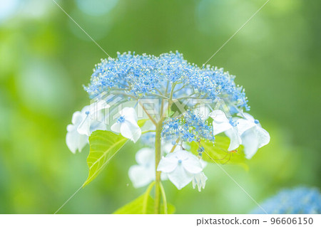 hydrangea hydrangea 96606150