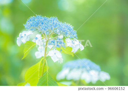 hydrangea   96606152