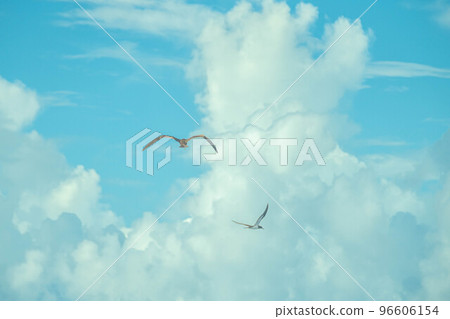 海鳥和雲 海鳥和雲 96606154