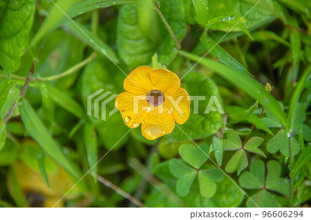黃花 黃花 96606294