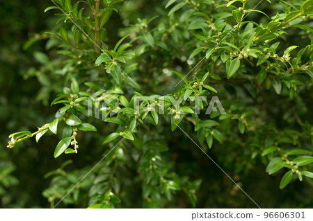 Buxus Colchica Leaves Close Up Background. Buxus Colchica Leaves Close Up Background. 96606301