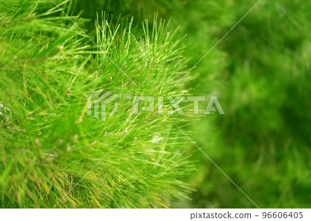 Close Up Pine Tree Green Branches Background. Close Up Pine Tree Green Branches Background. 96606405