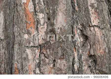 Rough Pine Tree Bark Texture Rough Pine Tree Bark Texture 96606406