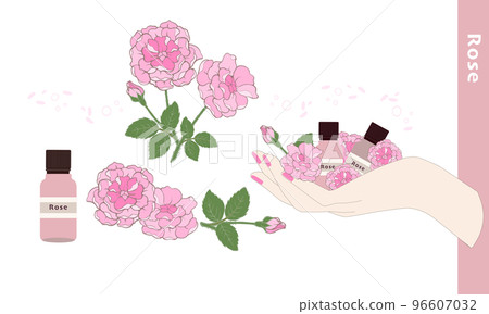 Rose, damask rose, rose scent, rose illustration material, essential oil & aroma in the palm of your hand 96607032