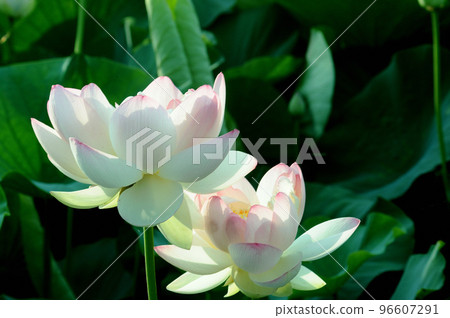 Lotus flower seen in the countryside Lotus flower seen in the countryside 96607291