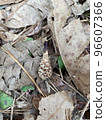 Fallen leaves and squirrel fried shrimp 96607366