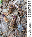 Squirrel fried shrimp and leftovers (scales) 96607367