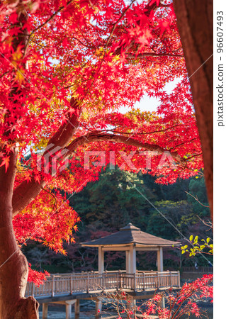 秋天的岡崎東公園<愛知縣岡崎市> 96607493
