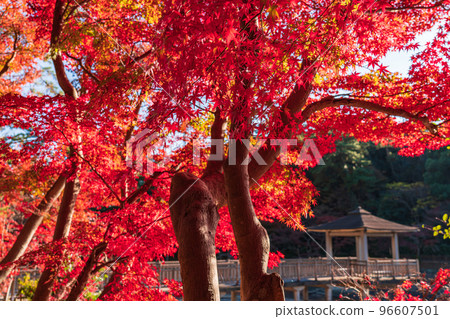Okazaki Higashi Park in autumn <Okazaki City, Aichi Prefecture> Okazaki Higashi Park in autumn <Okazaki City, Aichi Prefecture> 96607501