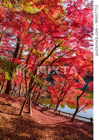 秋天的岡崎東公園<愛知縣岡崎市> 96607712