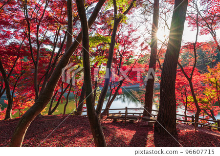 秋天的岡崎東公園<愛知縣岡崎市> 96607715