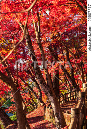 秋天的岡崎東公園<愛知縣岡崎市> 96607717