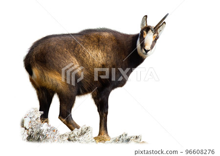 Tatra chamois standing on mountains isolated on white background Tatra chamois standing on mountains isolated on white background 96608276