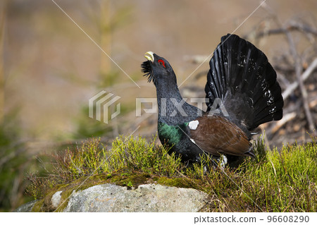 Western capercaillie lekking in forest in autumn nature Western capercaillie lekking in forest in autumn nature 96608290