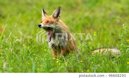 Tired red fox yawning on blooming meadow in summer 96608293