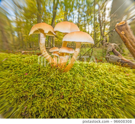 Close up of tree mushroom in autumn German forest 96608308