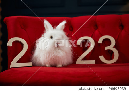 Front view of animal, symbol of new year 2023 posing indoors. White, furry rabbit sitting on red sofa indoors, looking at camera. Concept of new year, holidays and celebration. Front view of animal, symbol of new year 2023 posing indoors. White, furry rabbit sitting on red sofa indoors, looking at camera. Concept of new year, holidays and celebration. 96608989