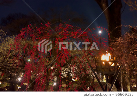 北野天滿宮梅園“花庭”-垂枝梅和篝火的夜景 北野天滿宮梅園“花庭”-垂枝梅和篝火的夜景 96609153