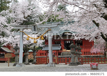 櫻花盛開的瀨田東照宮 96609171