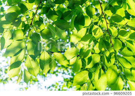 Fresh green image (May) 96609205