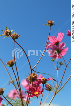 Blue sky and cosmos Blue sky and cosmos 96609285