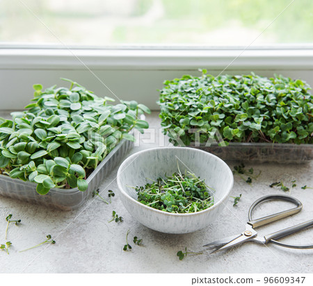 Assortment of micro greens on table Assortment of micro greens on table 96609347