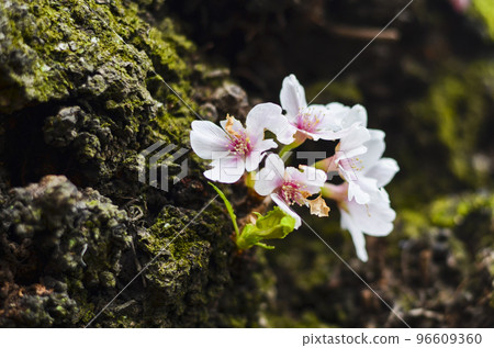 Cherry blossoms in full bloom Cherry blossoms in full bloom 96609360
