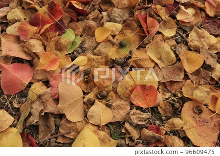 Autumn leaves fallen leaves background Autumn leaves fallen leaves background 96609475