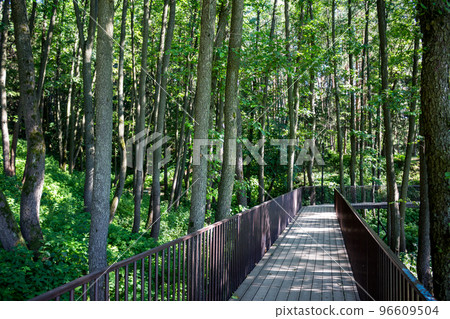 Tourist footbridge with railings laid in the forest for walking 96609504