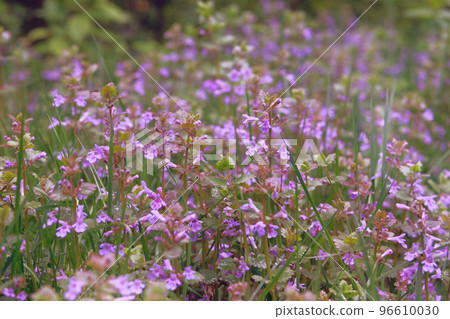 Melissa grown in a rustic farm garden. Melissa flowers in farming and harvesting. Flat bed into the farmland. 96610030